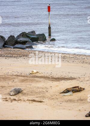 Die Verteidigung des Meeres und die Kegelrobben am Strand von Horsey in Norfolk England Stockfoto