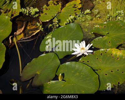 Weiße Seerose mit grünen Blättern, die auf dem Teich schweben Stockfoto