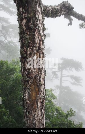 Krimkiefern im Nebel. Berg Ai-Petri in der südlichen Krim. Stockfoto