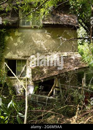 Die Ruinen eines alten reetgedeckten Hauses wuchsen in Back Lane Swingleton Green Monks Eleigh Suffolk Stockfoto