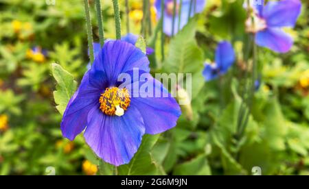 Lebhaft blau Meconopsis auch als blaue Mohnblume Nahaufnahme bekannt. Stockfoto