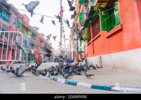 KOLKATA, WESTBENGALEN, INDIEN - 24. DEZEMBER 2017 : Tauben auf dem Fußweg der Bogenbaracken, Kolkata, Westbengalen - Indien Stockfoto