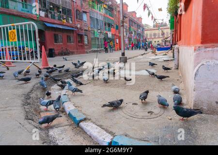 KOLKATA, WESTBENGALEN, INDIEN - 24. DEZEMBER 2017 : Tauben auf dem Fußweg der Bogenbaracken, Kolkata, Westbengalen - Indien Stockfoto