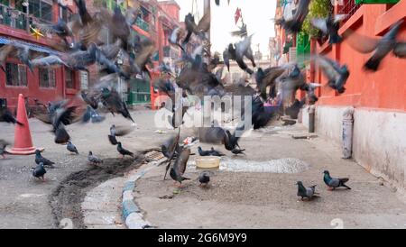 KOLKATA, WESTBENGALEN, INDIEN - 24. DEZEMBER 2017 : Tauben auf dem Fußweg der Bogenbaracken, Kolkata, Westbengalen - Indien Stockfoto