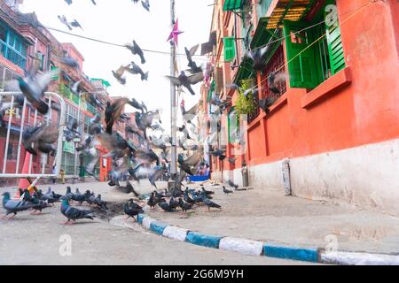 KOLKATA, WESTBENGALEN, INDIEN - 24. DEZEMBER 2017 : Tauben auf dem Fußweg der Bogenbaracken, Kolkata, Westbengalen - Indien Stockfoto