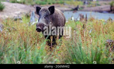 Wildschwein am Rande eines Pinienwaldes vor der Kulisse eines kleinen Sees. Stockfoto