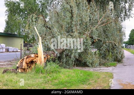 Gefallener Weidenbaum an der Satamakatu Straße und Radweg, verursacht durch starkes Gewitter am 23. Juni. Salo, Finnland. 24. Juni 2021. Stockfoto