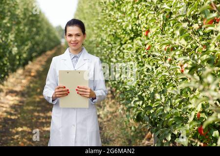 Bio-Obst-Industrie, Qualitätskontrolle von Produkten im Öko-Apfelgarten Stockfoto