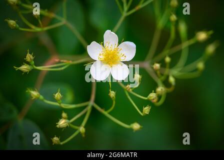 Eine einsame weiße Blume einer Ramblerrose, umgeben von einer Fülle von Rosenknospen, die darauf warten, sich zu öffnen Stockfoto