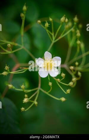 Eine einsame weiße Blume einer Ramblerrose, umgeben von einer Fülle von Rosenknospen, die darauf warten, sich zu öffnen Stockfoto
