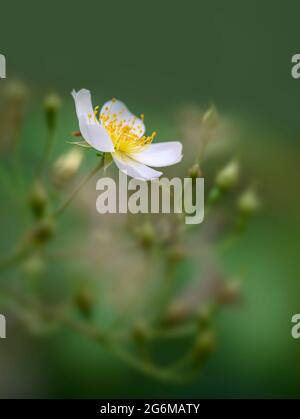 Eine einsame weiße Blume einer Ramblerrose, umgeben von einer Fülle von Rosenknospen, die darauf warten, sich zu öffnen Stockfoto