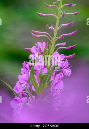 Schöne Rosebay Willowherb (Chamerion angustifolium) in voller Blüte und fotografiert vor einem unscharf grünen Hintergrund Stockfoto