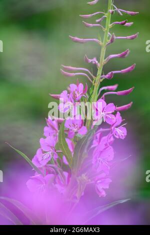 Schöne Rosebay Willowherb (Chamerion angustifolium) in voller Blüte und fotografiert vor einem unscharf grünen Hintergrund Stockfoto