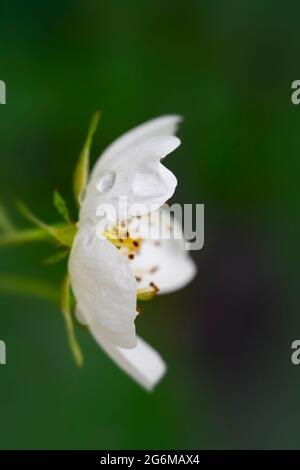 Eine einsame weiße Blume einer Ramblernrose, die von der Seite vor einem grünen Hintergrund betrachtet wird Stockfoto