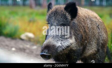 Wildschweinschnauze aus nächster Nähe auf dem Hintergrund eines Pinienwaldes Stockfoto