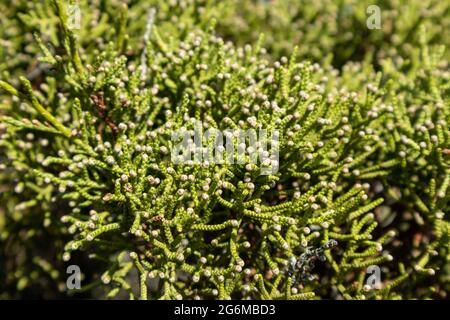 Green Juniperus excelsa, der griechische Wacholder immergrüner Baumzweig für lebendige Nahaufnahme mit Unschärfe, Mittelmeer, Griechenland Stockfoto