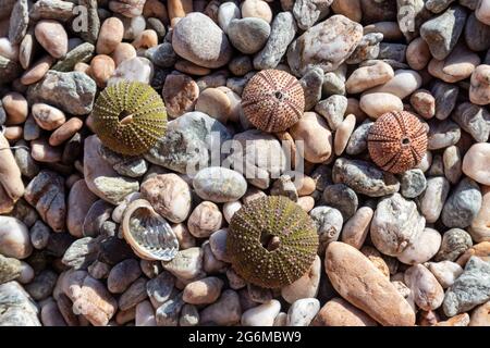 Bunte Seeigel-Muscheln (Skelette) aus der Nähe am Kiesstrand am Mittelmeer in Griechenland. Stachelige, kugelförmige Tiere, Stachelhäuter rund hart Stockfoto