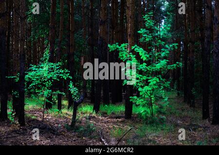 Baum mit grünem Laub in der Mitte eines gelben Kiefernwaldes Stockfoto