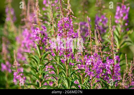 Rosebay Willowherb blüht in Arnside, Milnthorpe, Cumbria, UK Stockfoto
