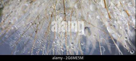 Schöner Tau tropft auf einen Dandelionssamen. Schöner weicher Hintergrund. Makrofotografie. Stockfoto