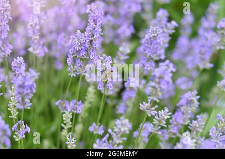 Honigbiene bestäubt Blüten von Lavendel angustifolia, die im eigenen Garten wachsen, selektiver Fokus. Stockfoto