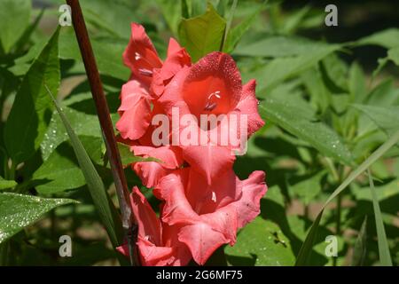 Gladiolus Blütenspitzen in einer Vielzahl von Farben innerhalb der roten Bereiche in einem horizontalen Aspekt -07 Stockfoto