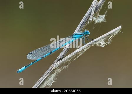 Weißbeinige Damselfliege, bewegungslos auf trockenem Gras mit Spinnennetz sitzend. Warten auf Beute. Unscharfer heller Hintergrund. Gattung Platycnemis pennipes. Stockfoto