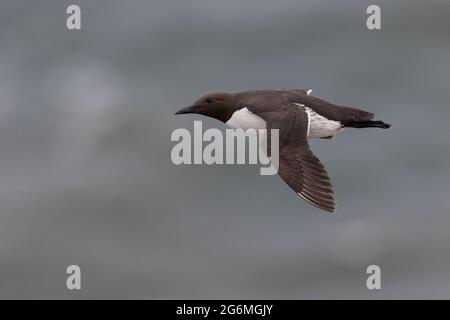 Gemeiner Guillemot im Flug (Uria aalge), Bempton Cliffs, East Yorkshire, Großbritannien Stockfoto