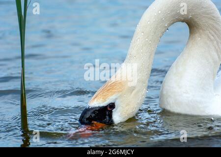 Schwan mit seinem Kopf im Wasser versunken Stockfoto