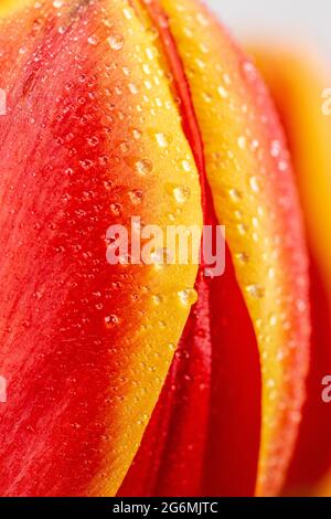 Eine Makroansicht einer schönen frischen Orange und Gelben Tulpe Stockfoto