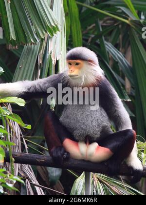 Rotschanker, Pygathrix nemaeus, Singapur Zoo, Stockfoto