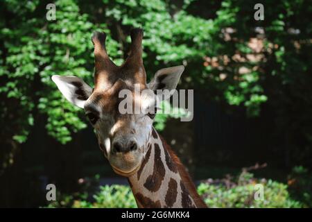 Vorderansicht von Rothschilds Giraffe im tschechischen Zoo. Schöne Nahaufnahme von afrikanischen Wiederkäuern im Zoologischen Garten. Stockfoto