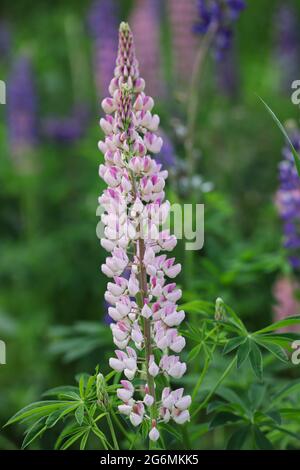 Pink Lupinus polyphyllus wird in der tschechischen Natur auch großblättrige Lupin oder Gartenlupin genannt. Wildblume, Krautige Pflanze, Blühende Pflanze. Stockfoto