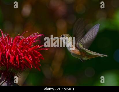 Kolibri Stockfoto