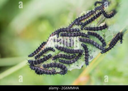 Raupen des Pfauenschmetterlings (Inachis io) Stockfoto