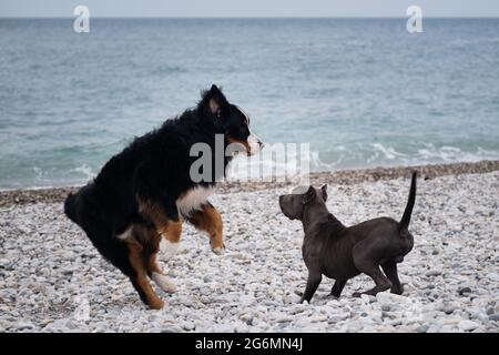Der Welpe des amerikanischen Pit Bull Terrier in blauer Farbe spielt mit dem großen Berner Sennenhund am Kiesstrand an der Küste. Zwei charmante freundliche Familienhund bree Stockfoto