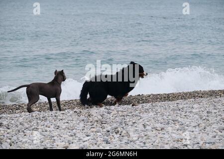 Der Welpe des amerikanischen Pit Bull Terrier in blauer Farbe spielt mit dem großen Berner Sennenhund am Kiesstrand an der Küste. Zwei charmante freundliche Familienhund bree Stockfoto