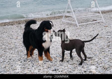 Der Welpe des amerikanischen Pit Bull Terrier in blauer Farbe spielt mit dem großen Berner Sennenhund am Kiesstrand an der Küste. Zwei charmante freundliche Familienhund bree Stockfoto