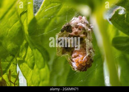 Britische Tierwelt: Leerer Eiersack voller geschlüpfter Eier von einer Baumspinne (Pisaura mirabilis) Stockfoto