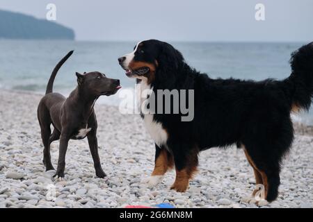 Der Welpe des amerikanischen Pit Bull Terrier in blauer Farbe spielt mit dem großen Berner Sennenhund am Kiesstrand an der Küste. Zwei charmante freundliche Familienhund bree Stockfoto