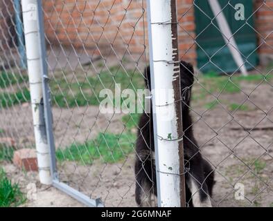 Schöne gefleckte Welpen hinter Gittern Schutz, Tierheim, Hund Rettung, verstecken und suchen, Freiwilligenarbeit Stockfoto