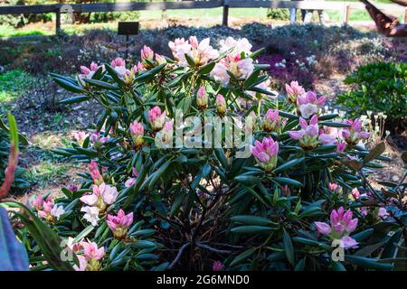 Große und schöne Knospen tauchten auf den Rhododendron-Büschen mit Frühlingsbeginn auf. Rhododendronblüte Stockfoto