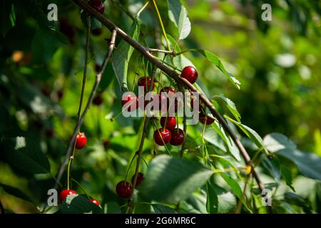 Rote reife Kirsche Beeren Prunus subg. Cerasus auf Baum im Sommer Gemüsegarten. Stockfoto