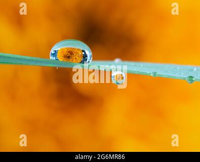 Wassertropfen auf einem Gras stehen vor einem orangefarbenen Hintergrund. Stockfoto