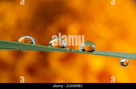 Wassertropfen auf einem Gras stehen vor einem orangefarbenen Hintergrund. Stockfoto
