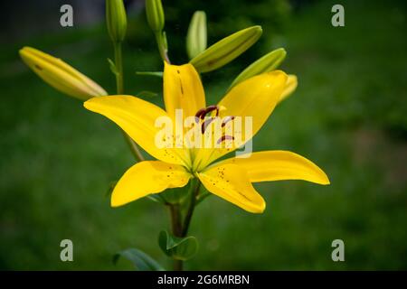 Nahaufnahme der gelben Lilienblume. Hemerocallis auch Lemon Lily, Yellow Daylily, Hemerocallis flava genannt. Gelbe Lilienblume, bekannt als Lilium parryi, b Stockfoto