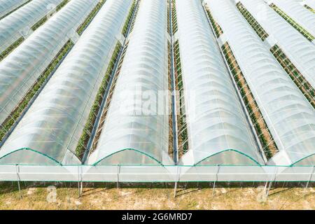 Gewächshäuser in Reihen mit transparenter Folie für den Anbau von Gemüse bedeckt. Stockfoto