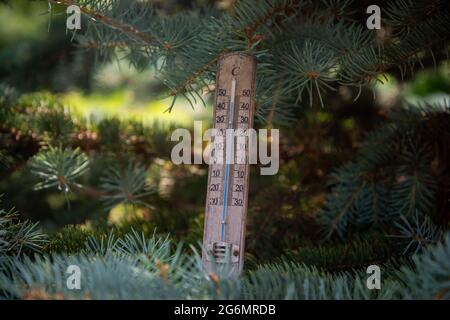 Thermometer zeigt hohe Temperaturen in celsius mit hübschen grünen Farben von Nadelbäumen im Sommer mit Sonnenlicht. Stockfoto