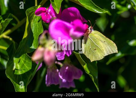 Makroaufnahme eines Schwefel-Schmetterlings (gonepteryx rhamni), der auf einem rosafarbenen Wetch sitzt. Stockfoto