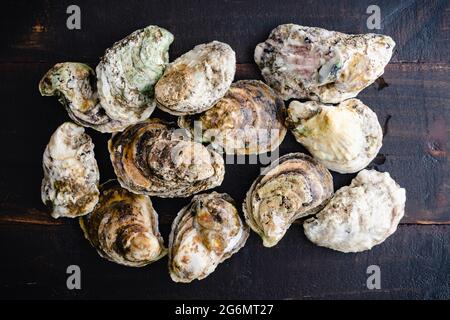 Rohe atlantische Austern auf einem Holztisch: Ein Dutzend ganze Austern auf einem hölzernen Hintergrund Stockfoto